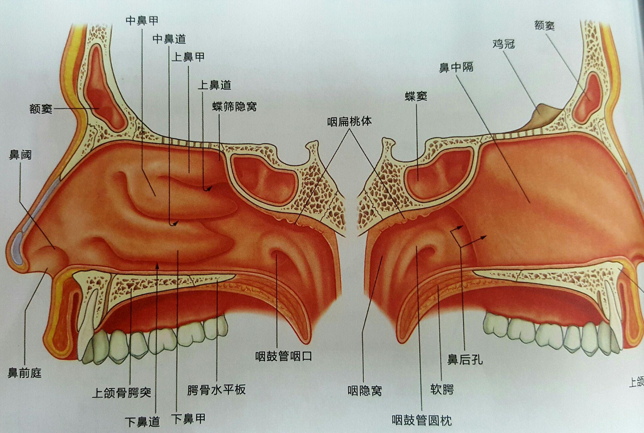 图2-1-8 鼻咽正中矢状切面-基础医学-医学