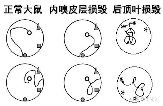 莫氏水迷宮的實驗裝置很簡單,包括一個裝水的大圓桶,一個隱藏在水面下