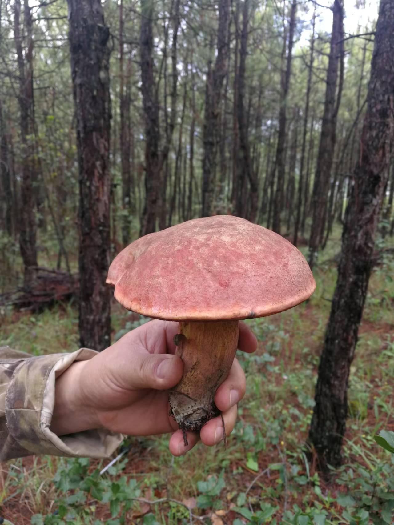 見手青常見的有粉見手,紅見手 ,黃見手,黑見手 ,紫見手等.