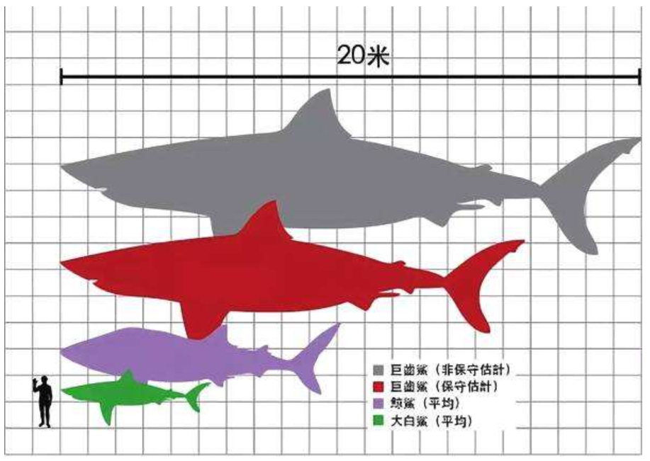 巨齿鲨和虎鲸那个更大