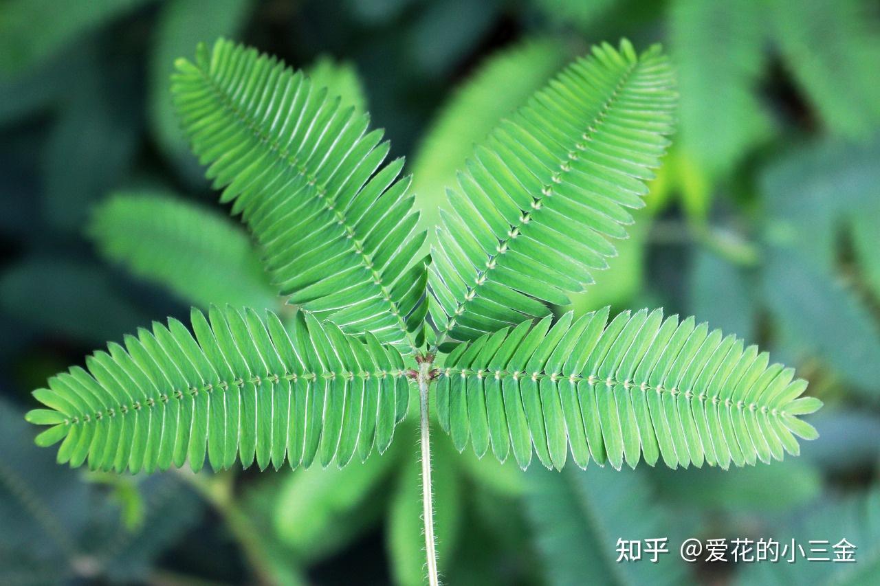 含羞草:会害羞的神奇植物
