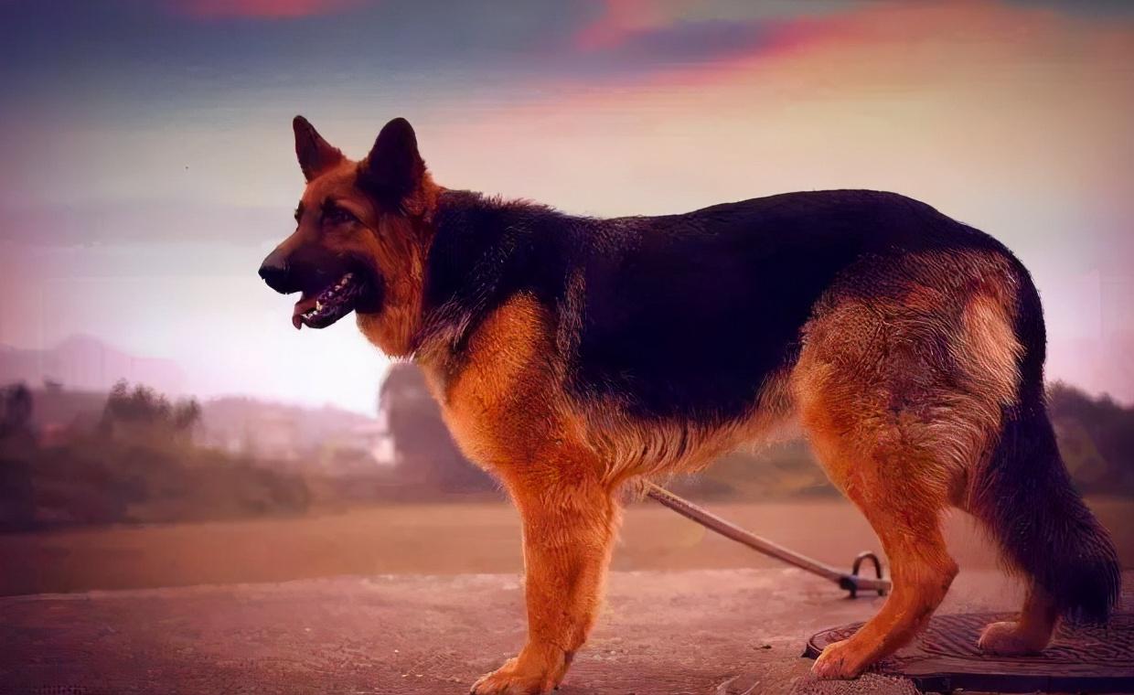 整体上看,真的很帅气也很霸气,如果你饲养了一只德牧,带狗狗外出,绝对