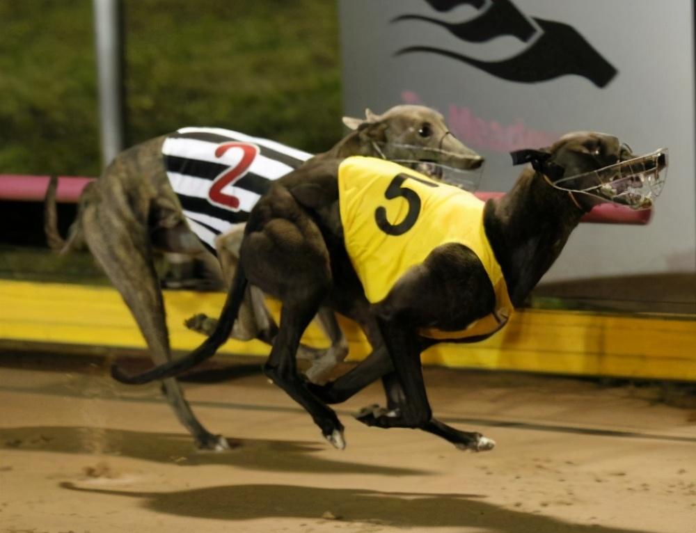 "跑得最快的狗"——灵缇犬