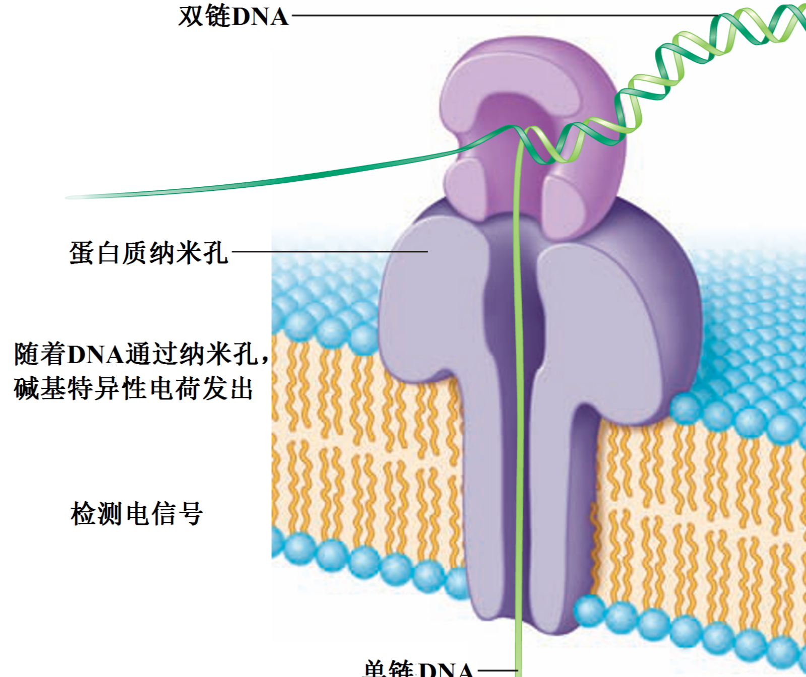 分析特定 DNA 片段的碱基序列——DNA 测序方法概述 - 知乎