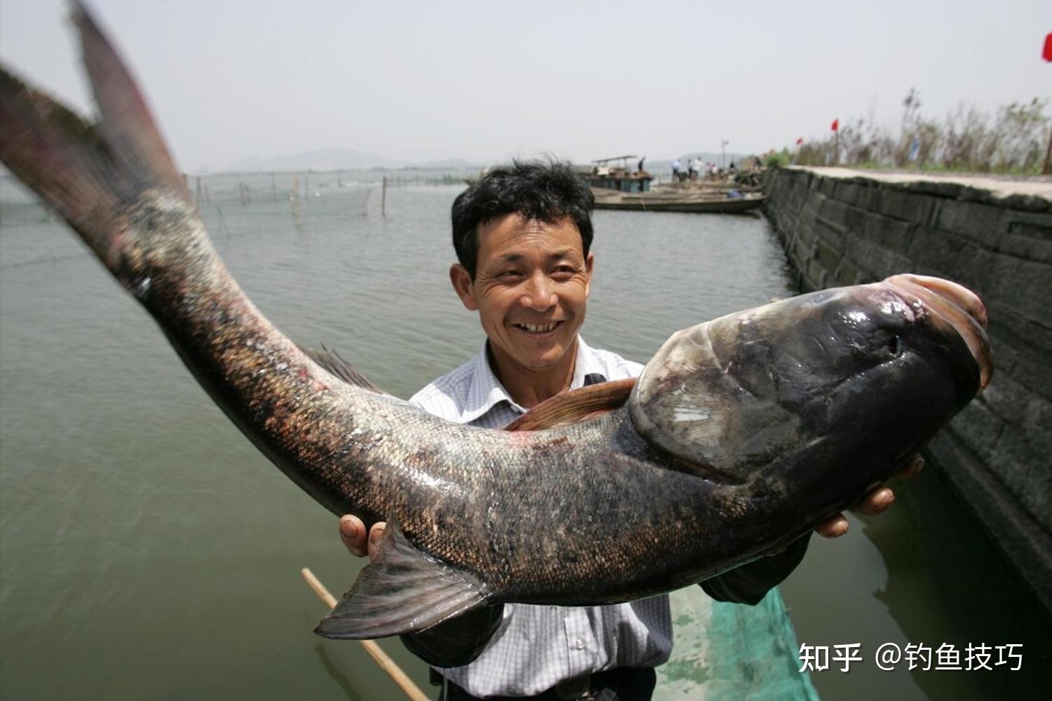 冬季如何才能钓到鲢鳙?冬钓鲢鳙的5个要领 - 知乎