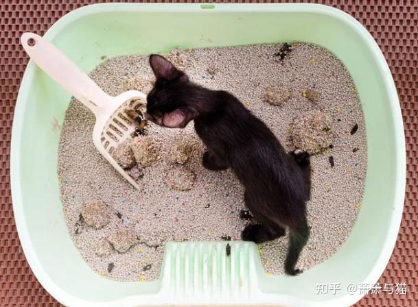 新手养猫攻略:养猫注意事项,新手养猫准备什么物品,超全养猫指南,持续更新中 - 知乎