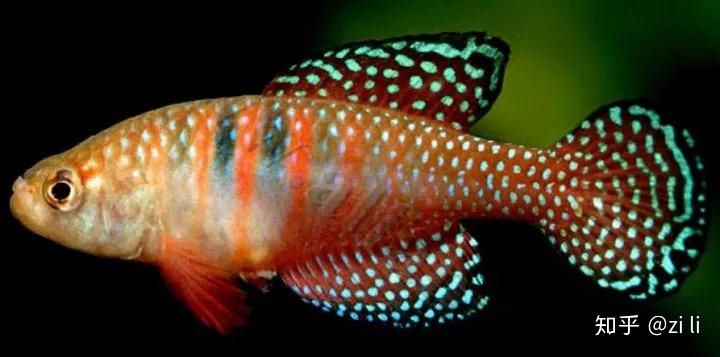 这37种鳉鱼观赏度爆表!
