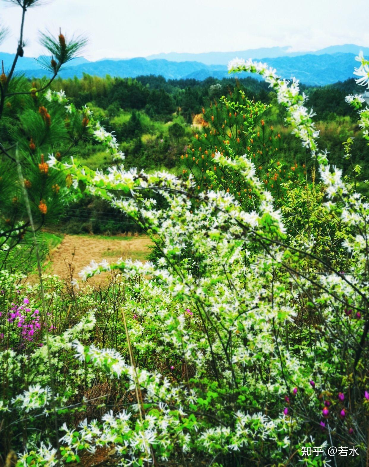 清明一候花讯之 檵木花（清明花） 知乎 