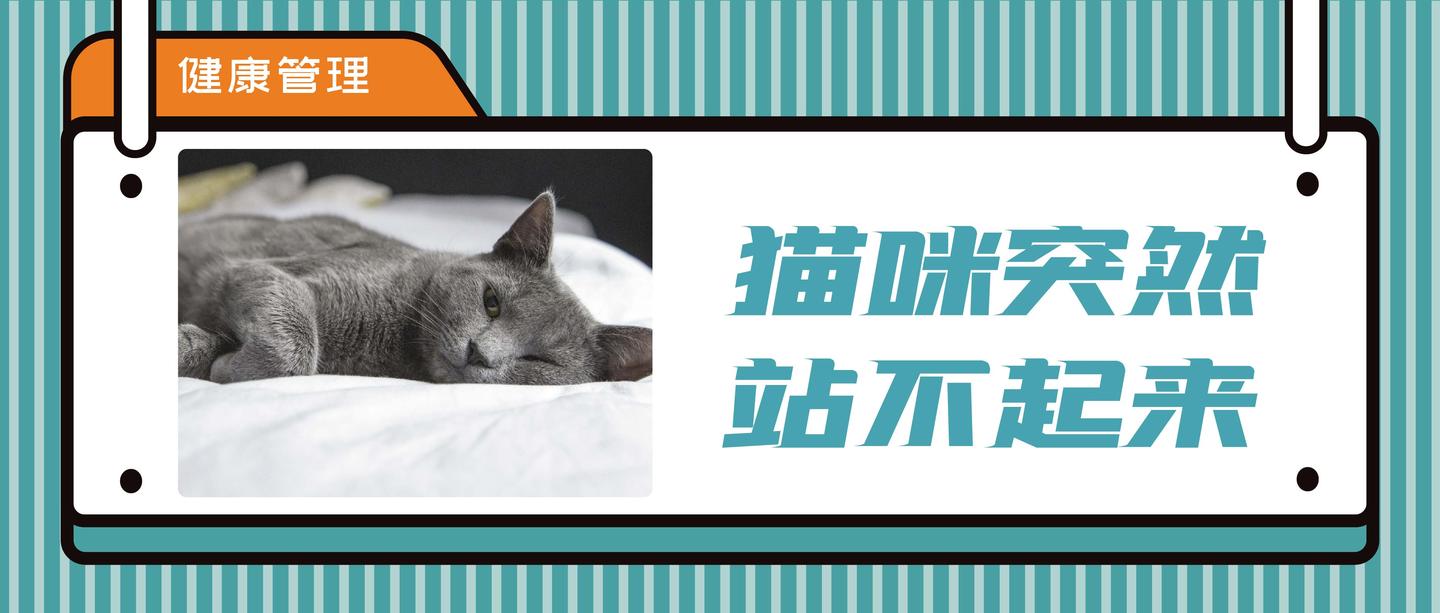 从瘫痪到死亡只有几小时，猫血栓到底有多凶险？ - 知乎