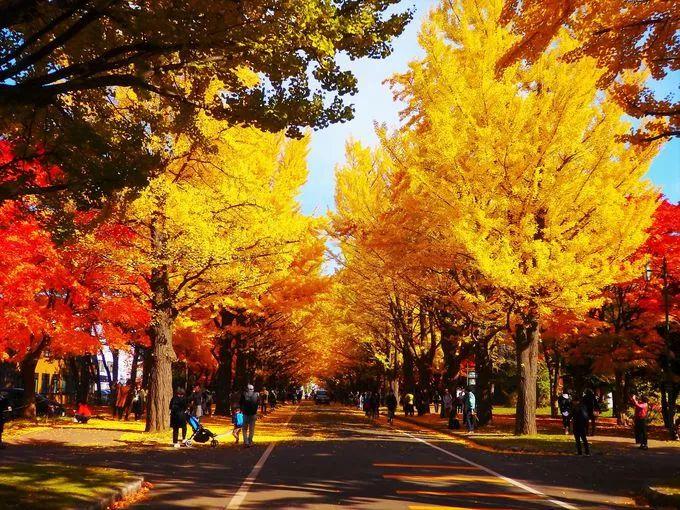 谷町君 18年日本红叶地图 北海道篇 知乎