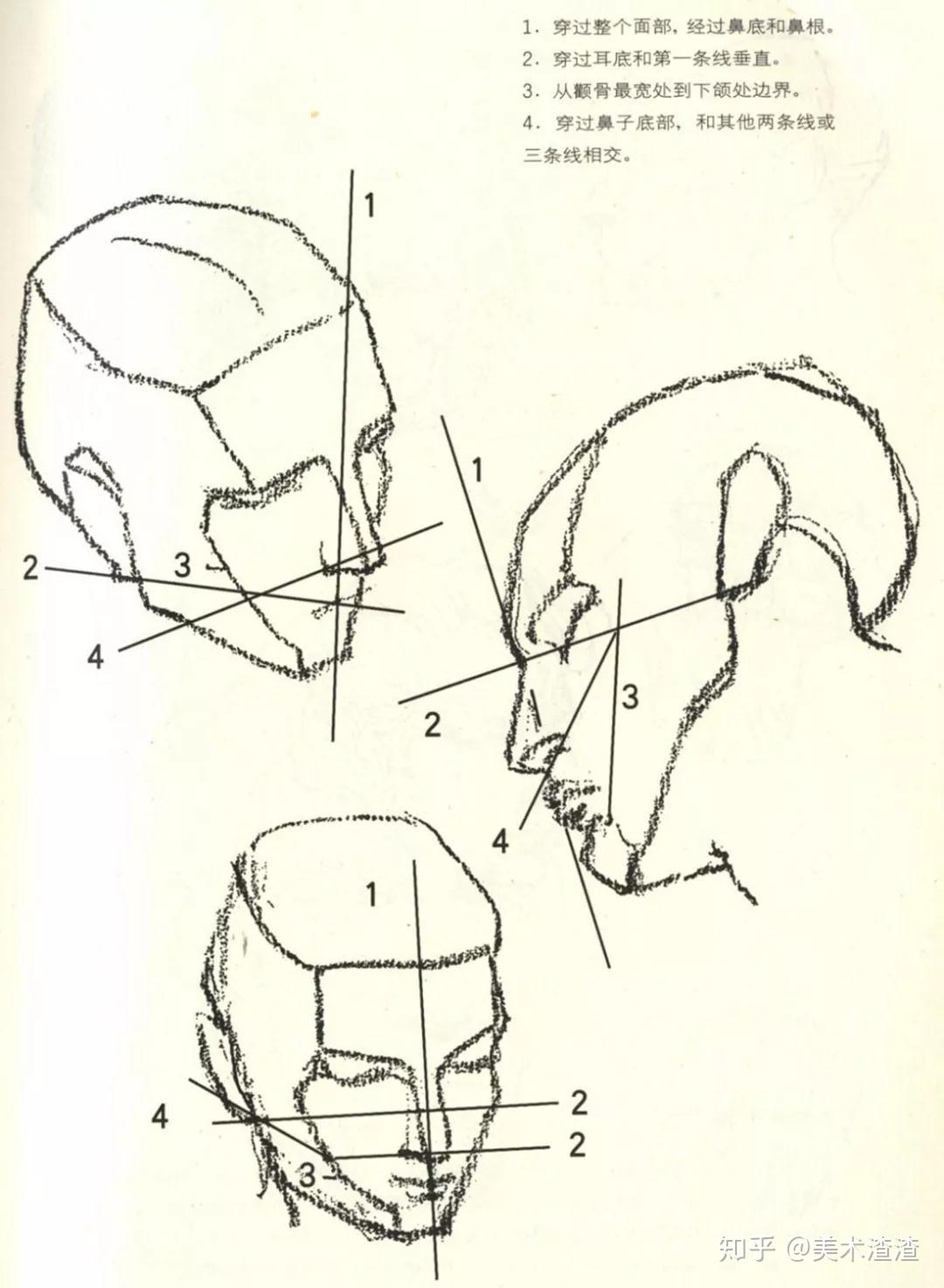 头部速写教学 头骨及头部透视变化规律
