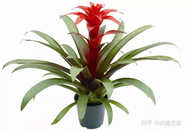 这16种植物生长不需要阳光,非常适合室内种植 - 知乎
