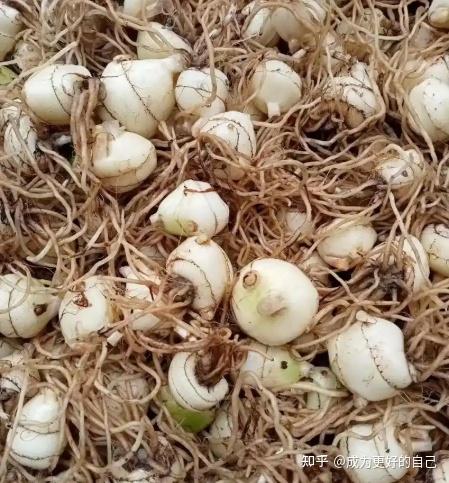 湖北科农优品毛慈菇种植:推动中医药产业链的 “细流” - 知乎