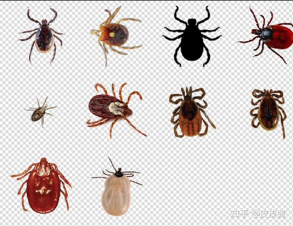 多地进入蜱虫、隐翅虫活跃期，这类毒虫长什么样？如何避免被叮咬？