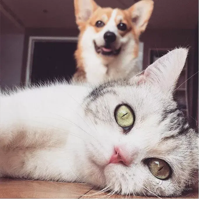 gu貓coffee是成都著名的吸猫圣地,光店主人自己就养了20多只喵星人!