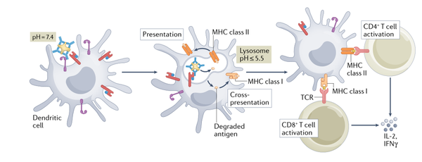 多面手FcRn - 知乎