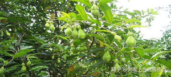 全球沉香产区和沉香树种介绍 - 知乎