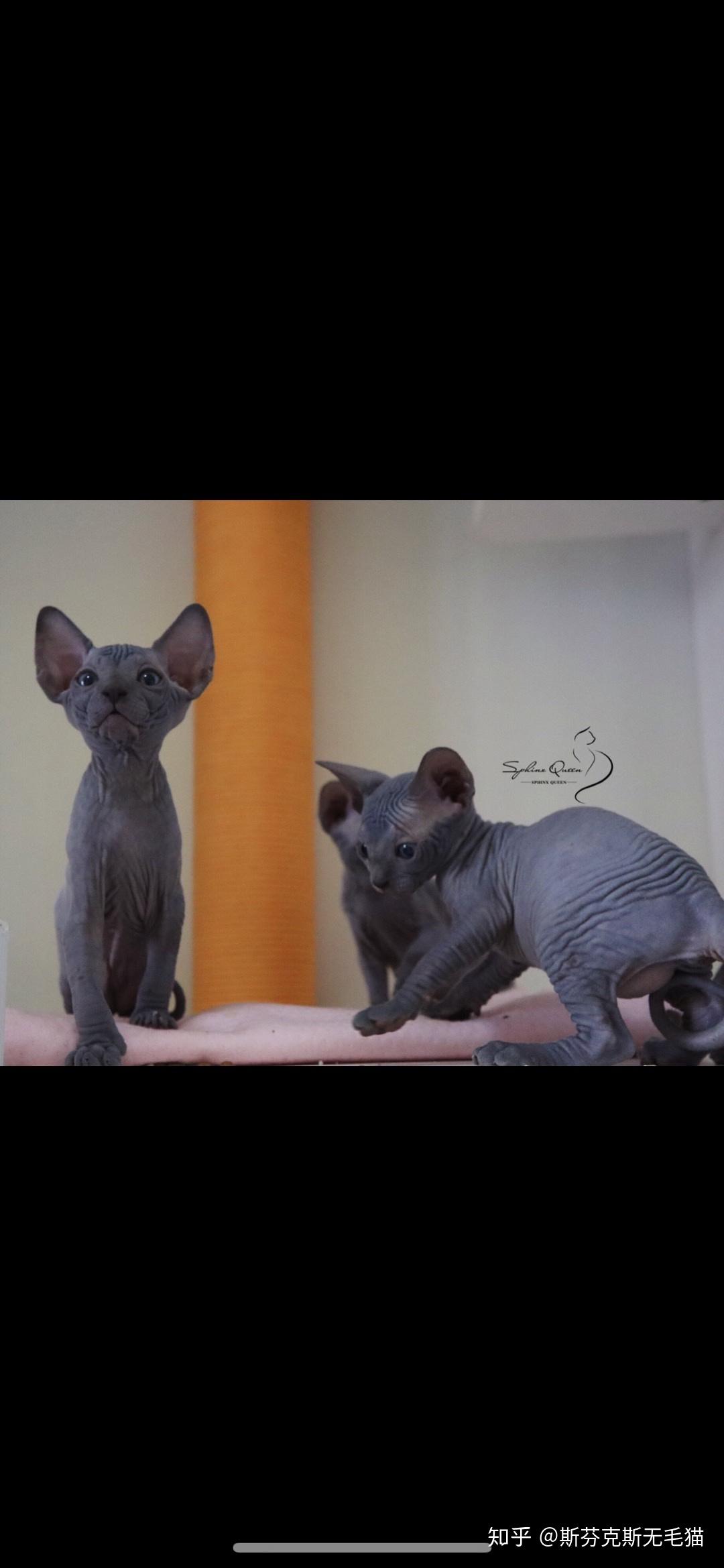 斯芬克斯无毛猫蓝色蓝皮