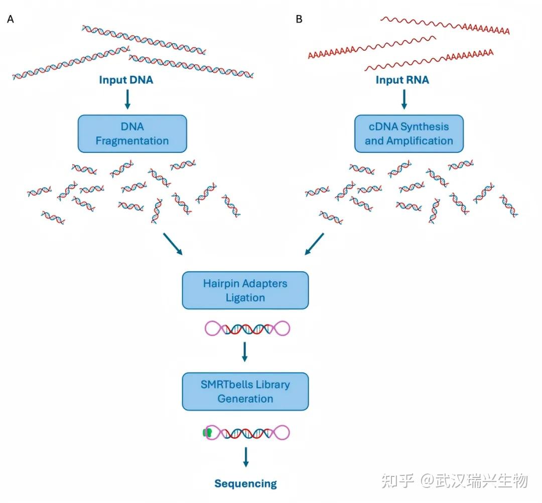 三代测序哪家强?PacBio vs Nanopore 深度解析 - 知乎