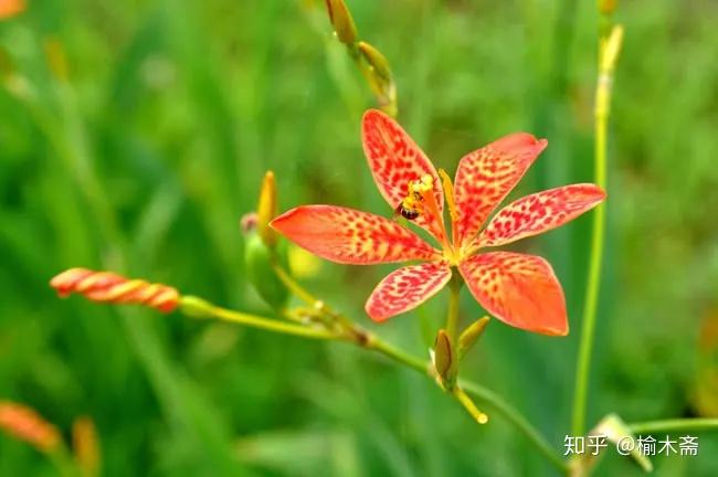 《咏怀》之二十二诗用兰花,朱草,修竹,射干,葛藟等花卉的生长环境