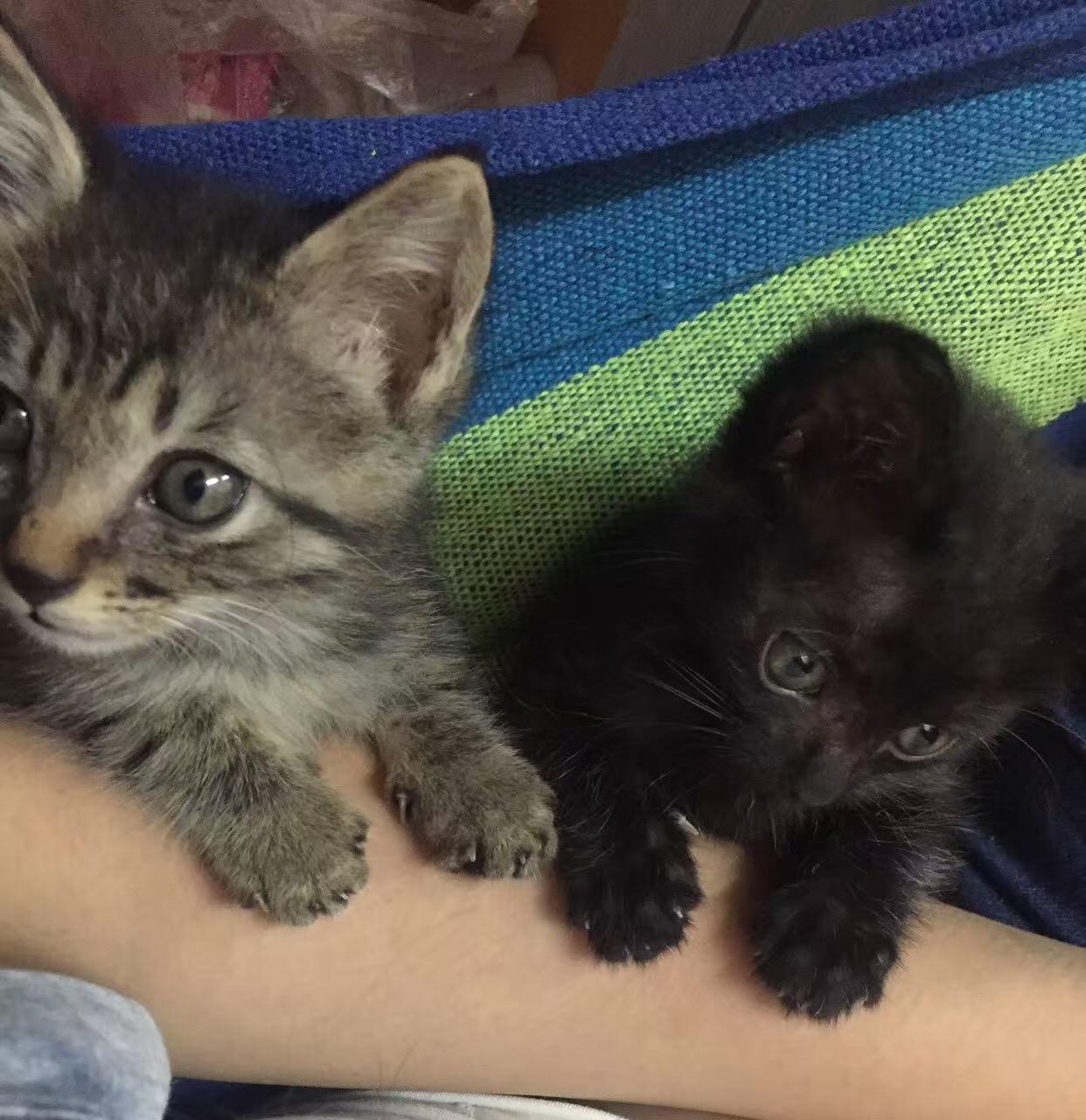 养一只不粘人的猫是什么体验? - 镕容君的回答