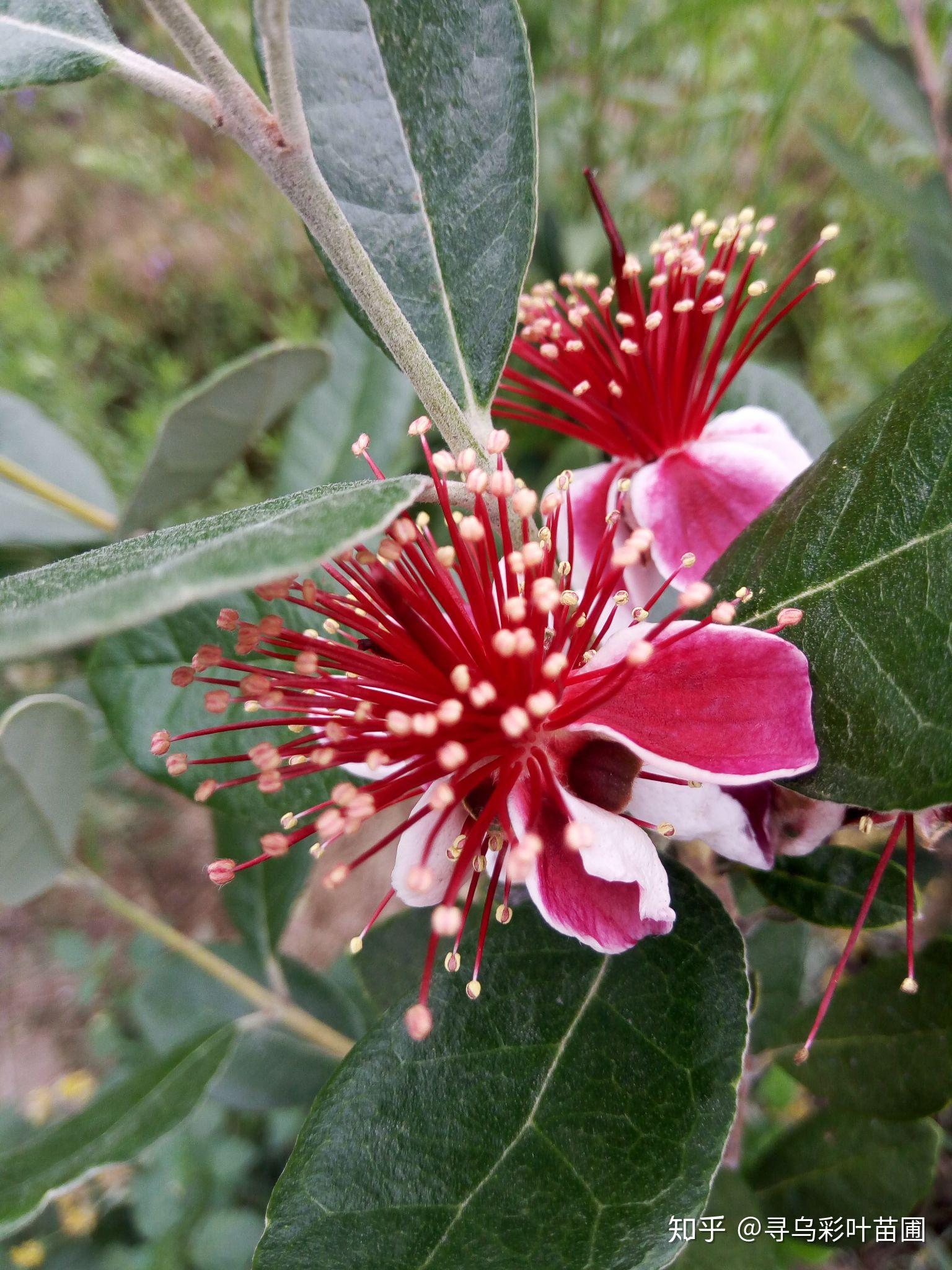菲油果费约果斐济果食用观赏绿化庭院果树