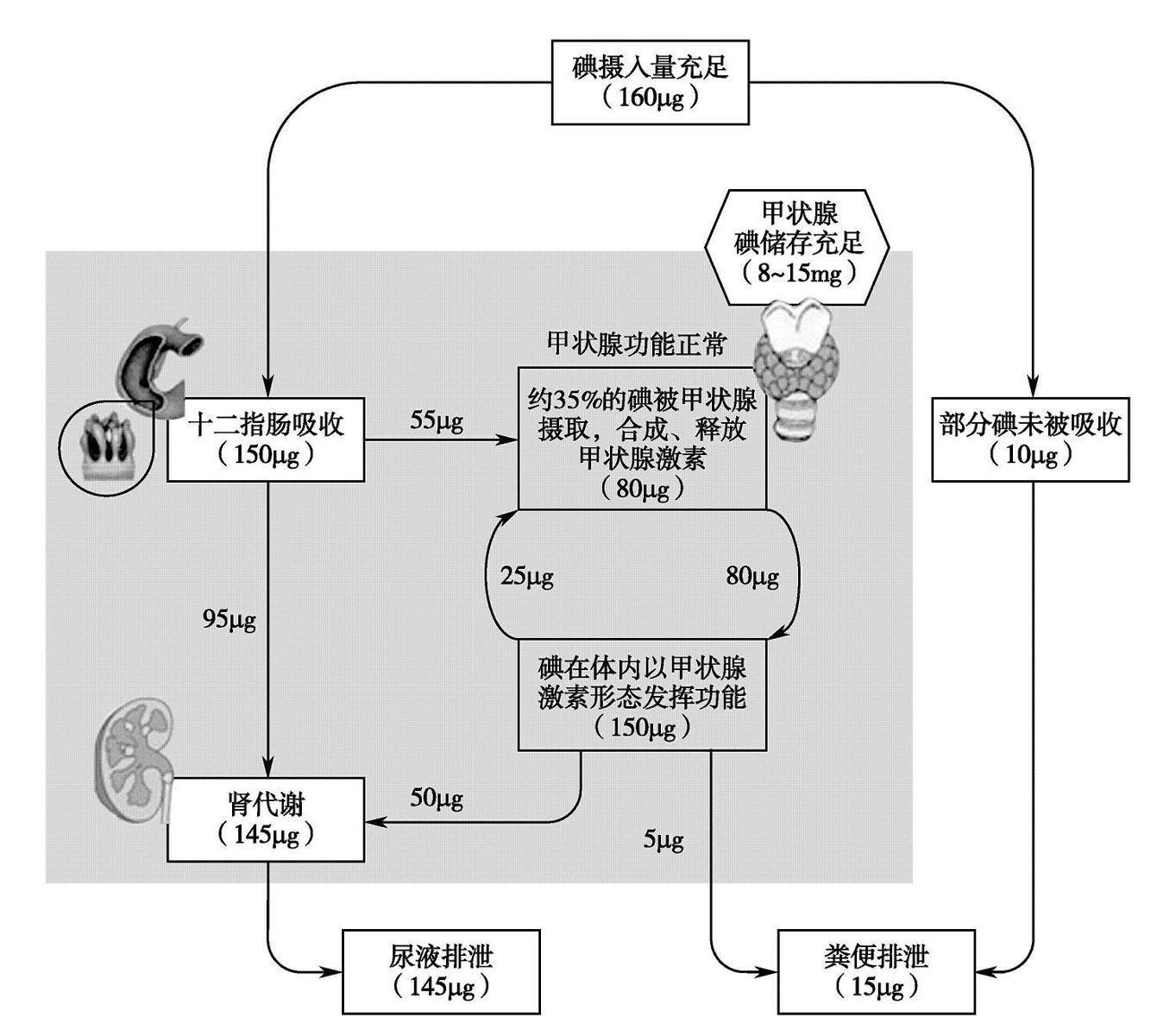 第二节 碘 - 知乎