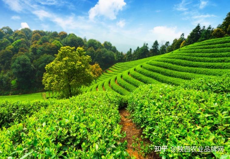 平利女媧茶陝西好茶品行天下