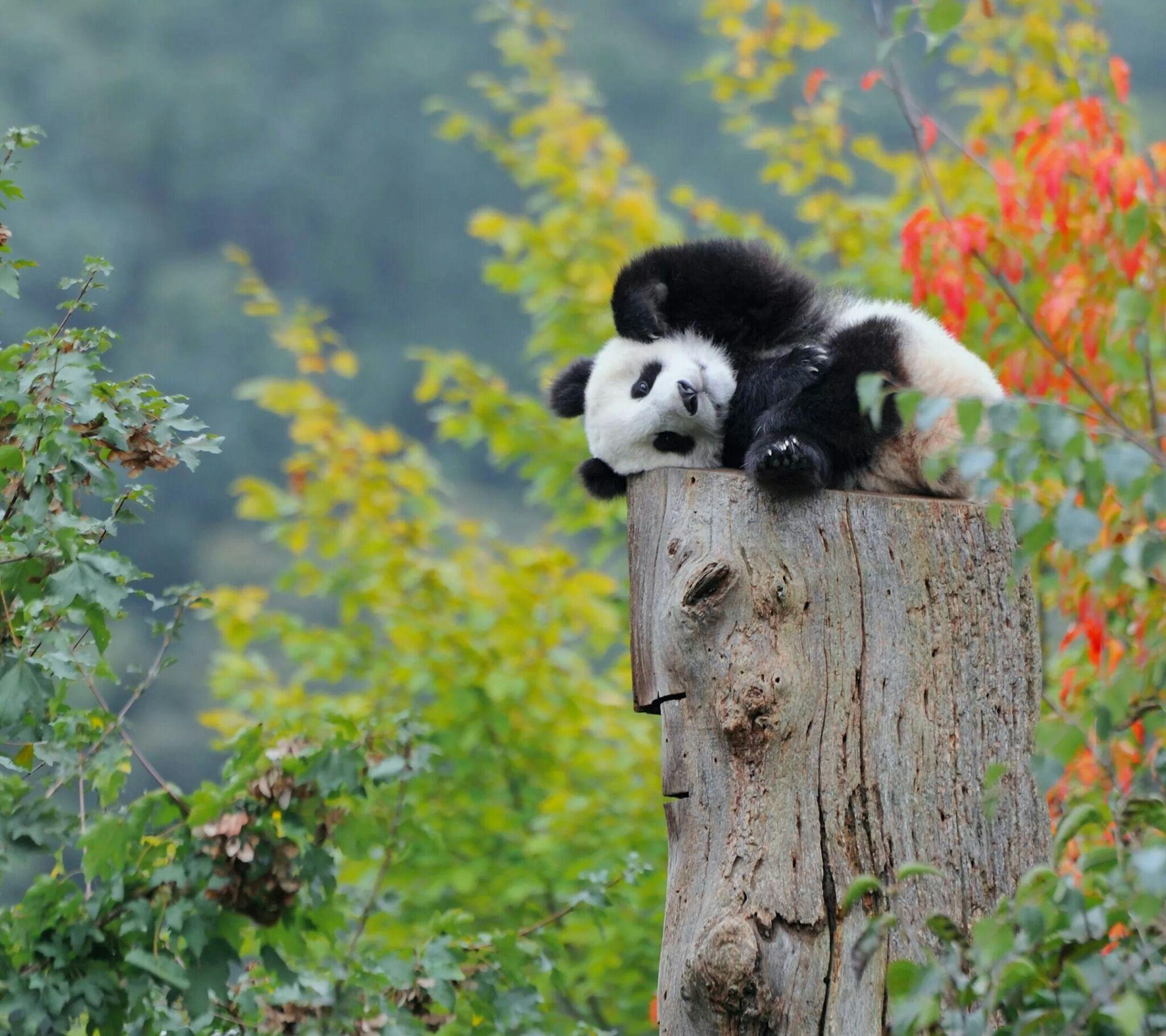 成都大熊猫~~|摄影|宠物摄影|唐诗同学 - 原创作品 - 站酷 (ZCOOL)