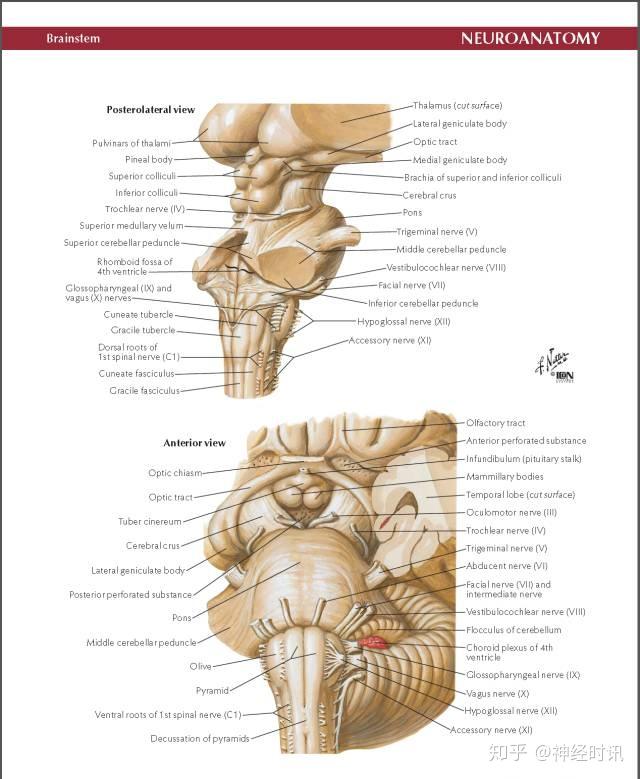 Netter脑神经解剖(精美原版高清彩色大图)