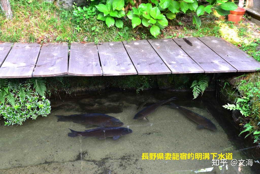 日本各地的无盖式下水道没臭味而且水清得里面的鱼清晰可见的原因图