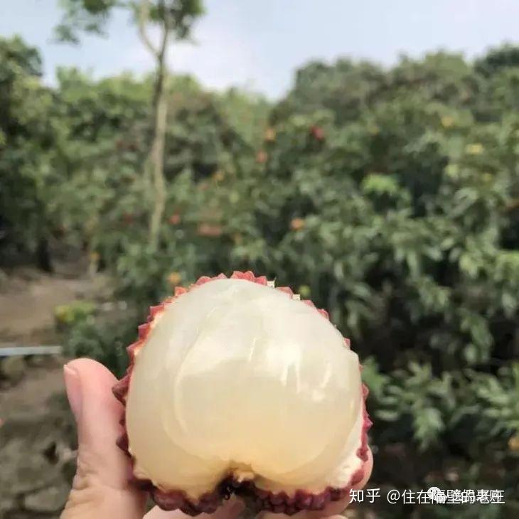 “海南荔枝王” 这就是你要找的超大甜荔枝！ - 知乎