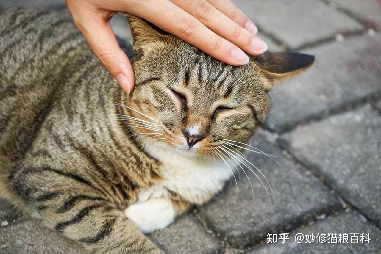 原来在猫咪眼中,你“摸猫头”,意味着这些事情 - 知乎