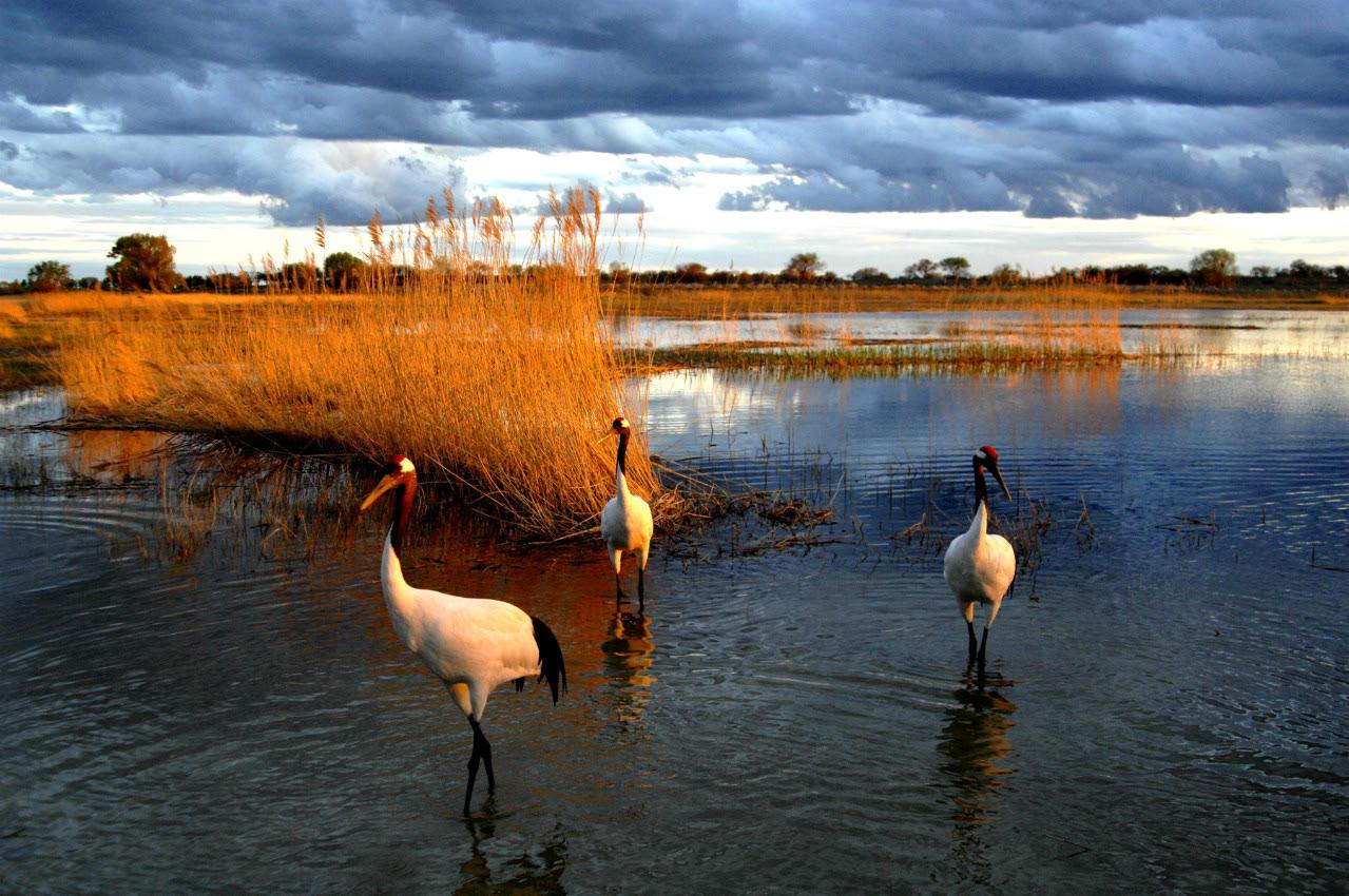 的向海国家级自然保护区,有人间仙境,世界宝地之称,资源丰富,风景宜人