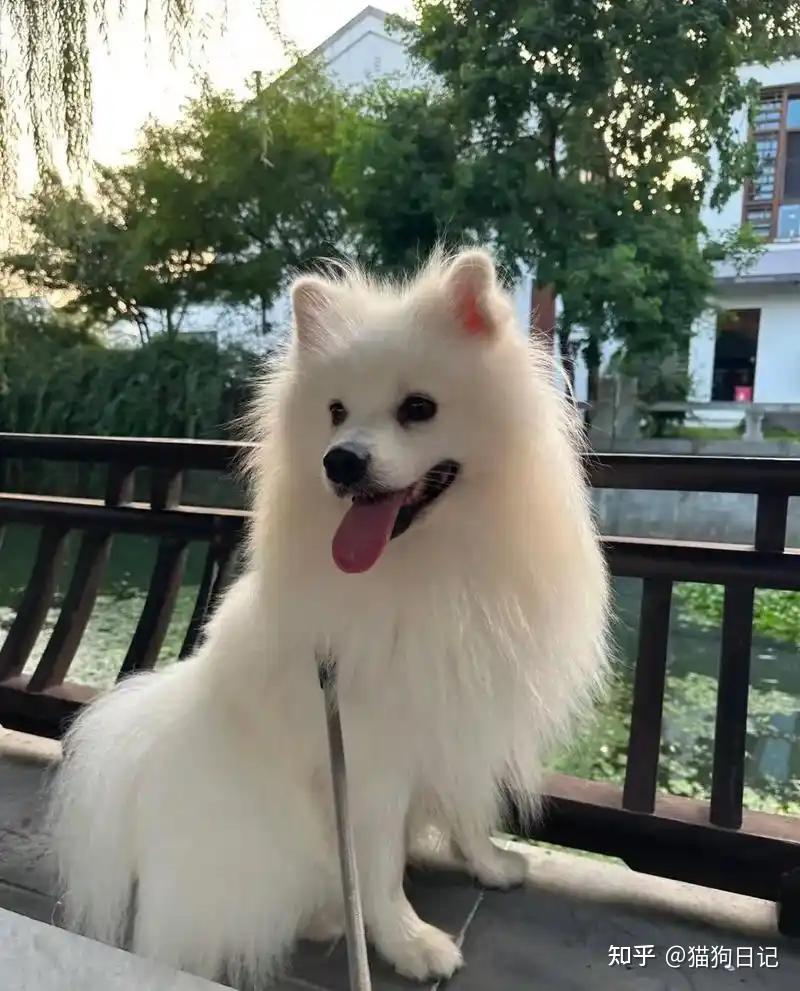 银狐犬吃什么牌子狗粮好?银狐犬狗粮推荐榜 - 知乎