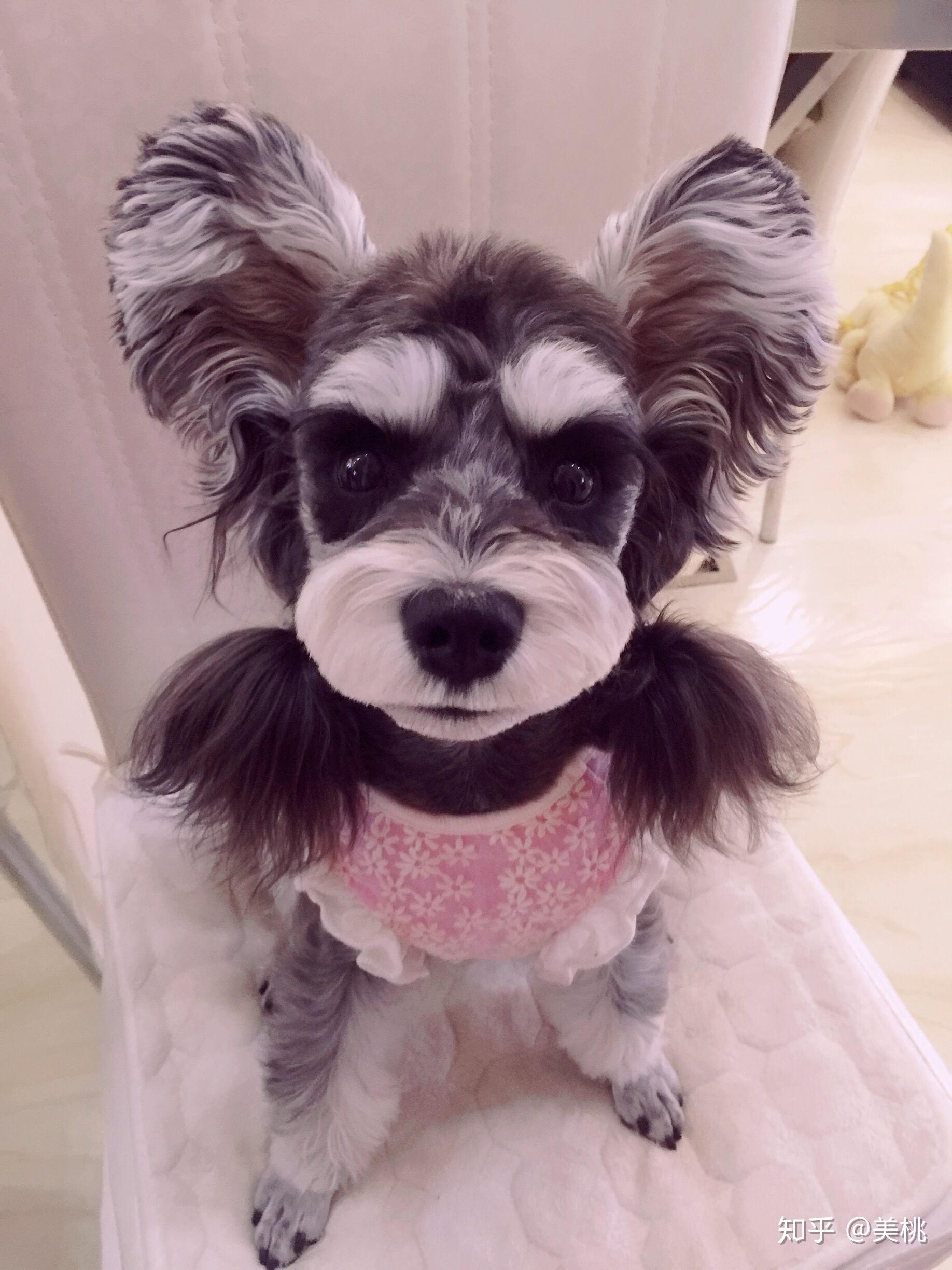 雪纳瑞的毛发怎么修剪好看