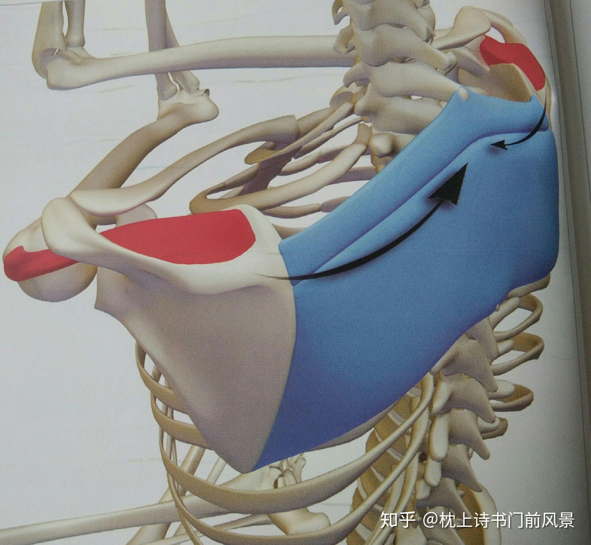 伸展的原理与举例