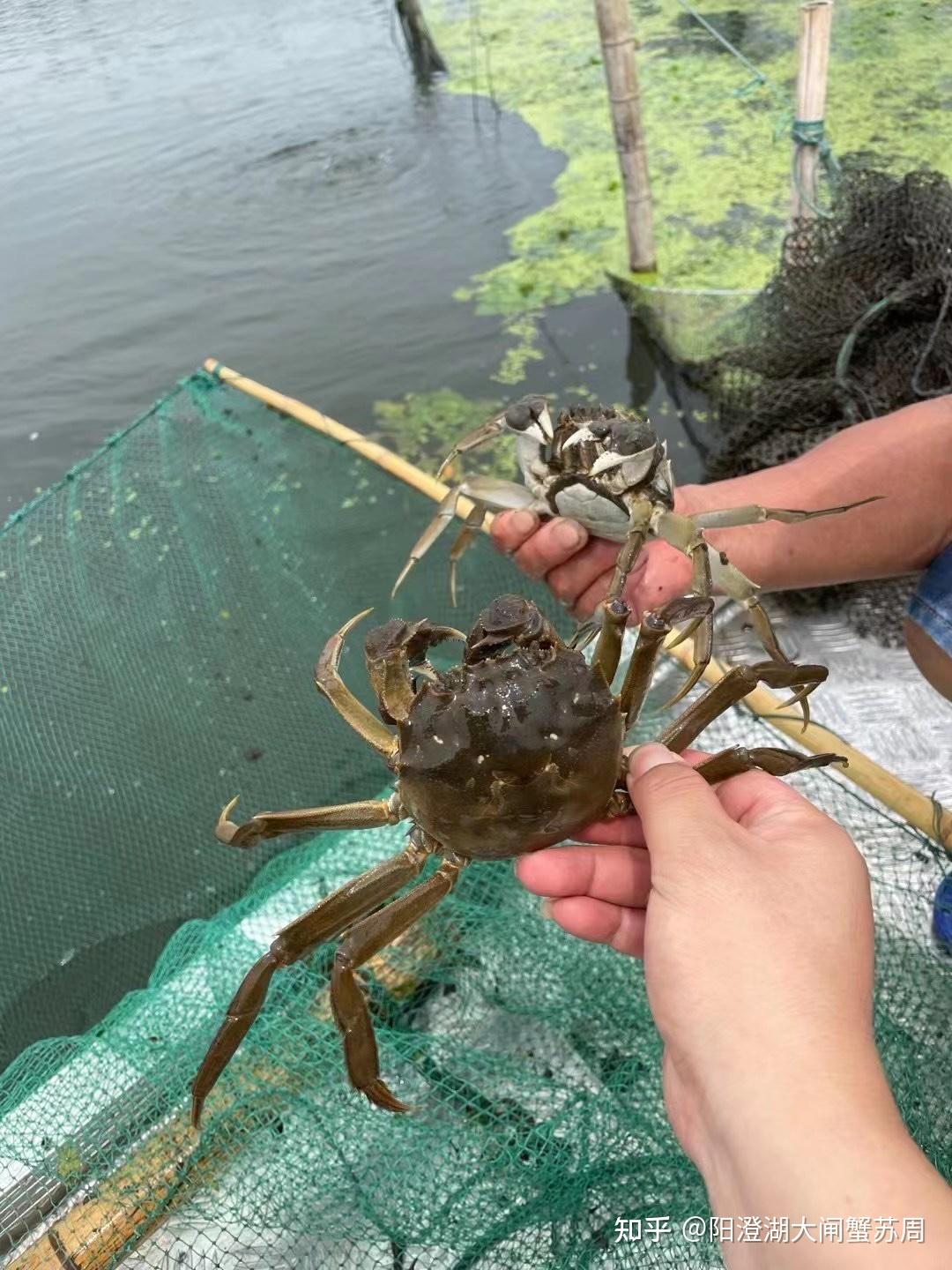 阳澄西湖湖区养殖场日记