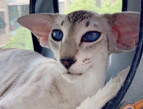 柚猫umao精选:东方猫cottonmao cattery