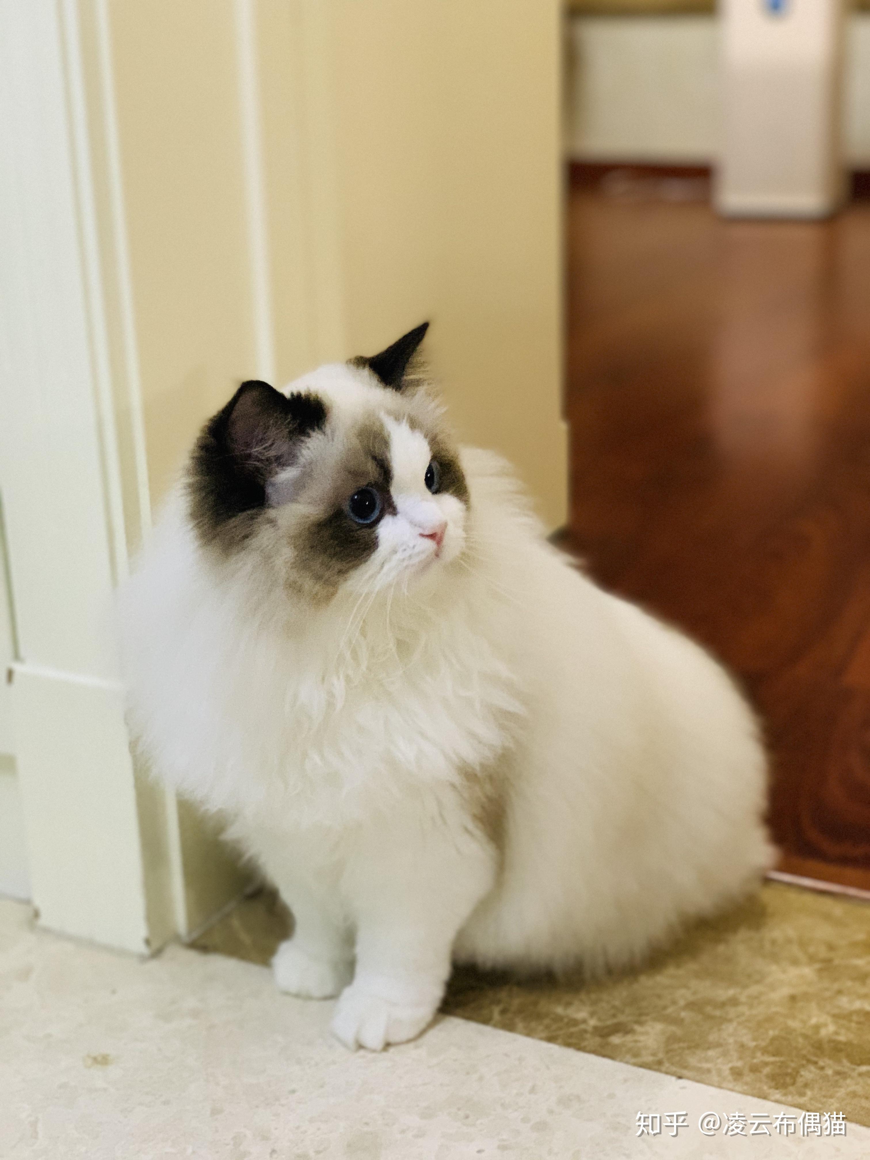 波斯系布偶猫的成长 - 知乎
