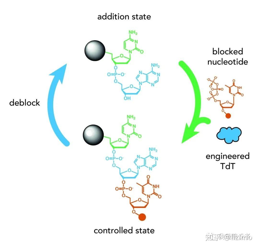 可逆终止子,酶促DNA合成的基石! - 知乎