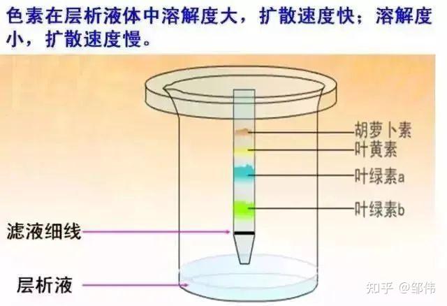 层析液色素分布图片