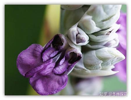 7月24日的生辰花 鳄鱼旗 知乎