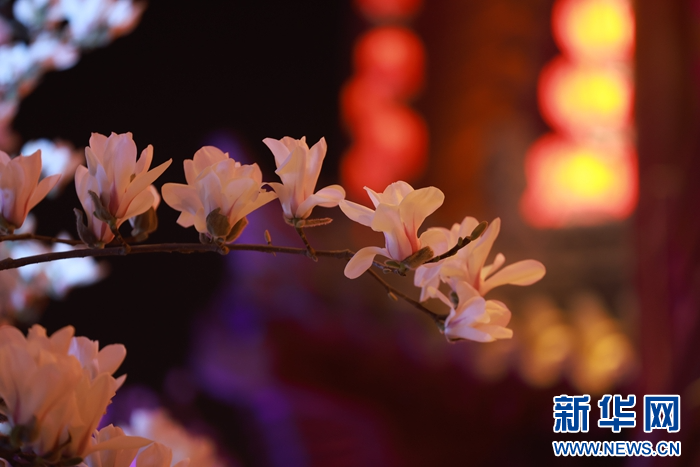 天水:玉兰花开香古巷 春意盎然迎客来 - 知乎
