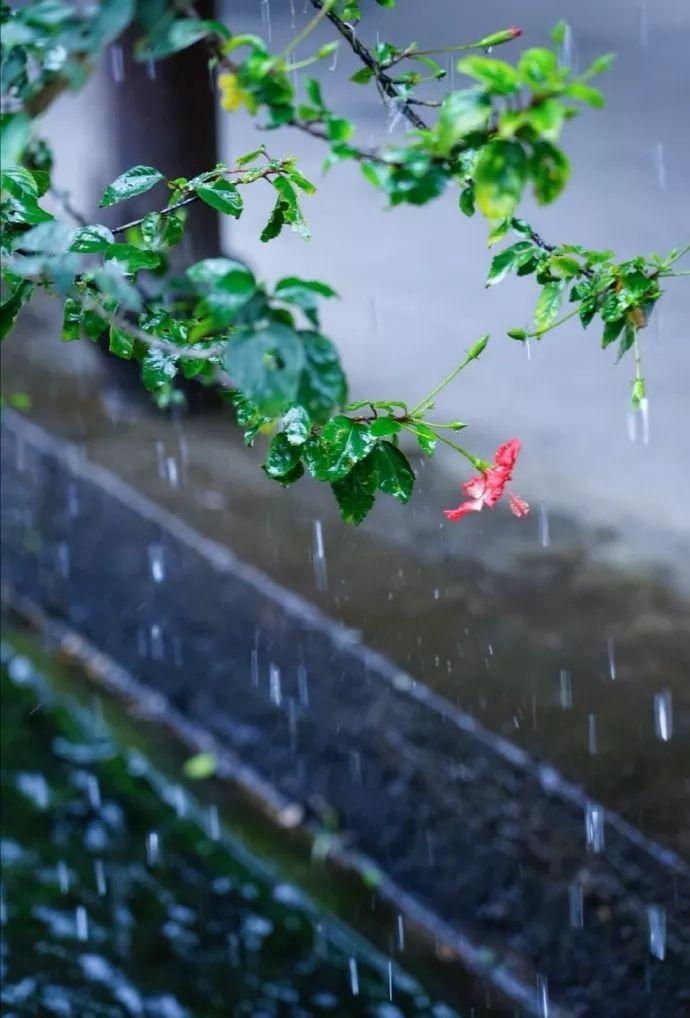 夏雨初晴美景的图片图片