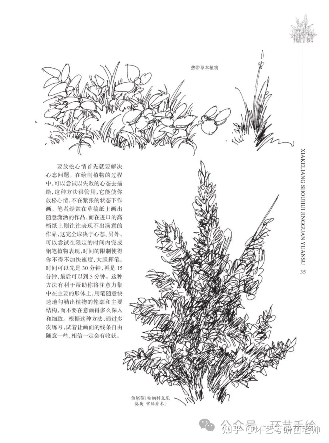 景观植物手绘及名称图片