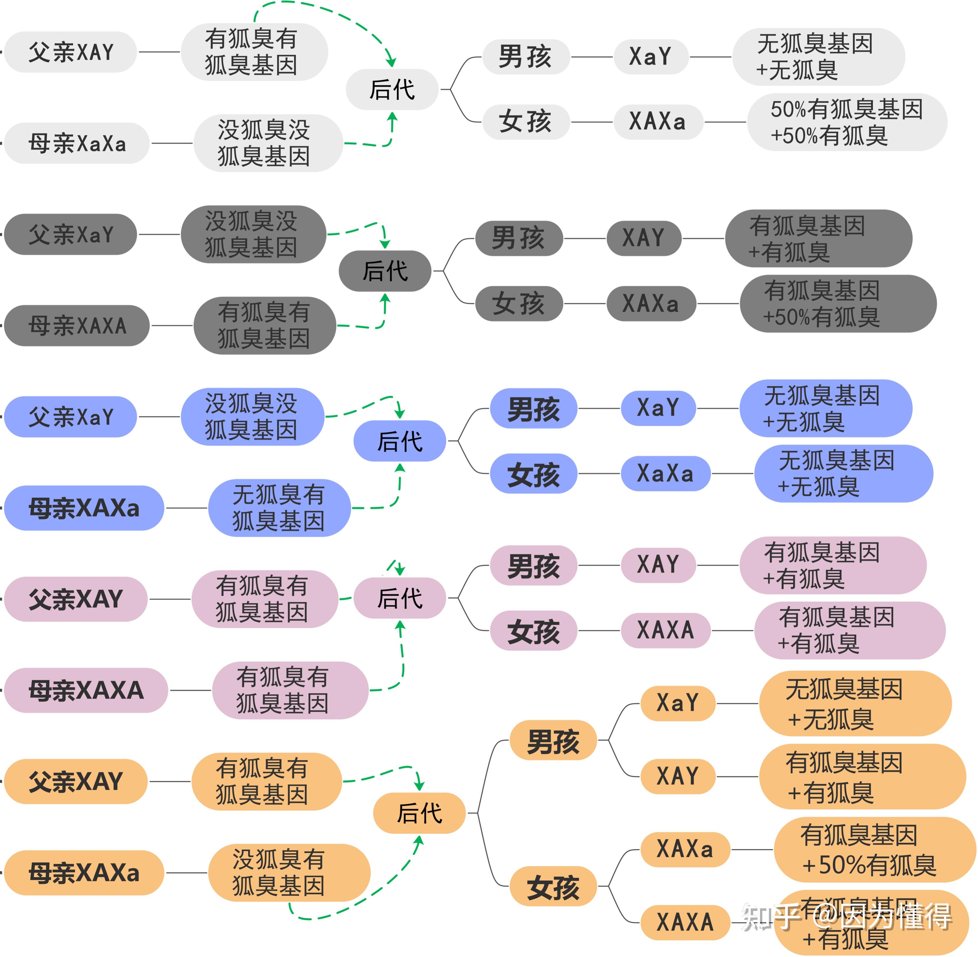 家庭遗传系谱图图片