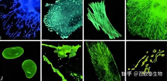 【百欧泰生物】带你了解荧光标记技术 - 知乎