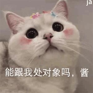 网红猫表情包猫咪惊讶张嘴表情包一只胖猫双下巴表情包萌萌哒的猫咪