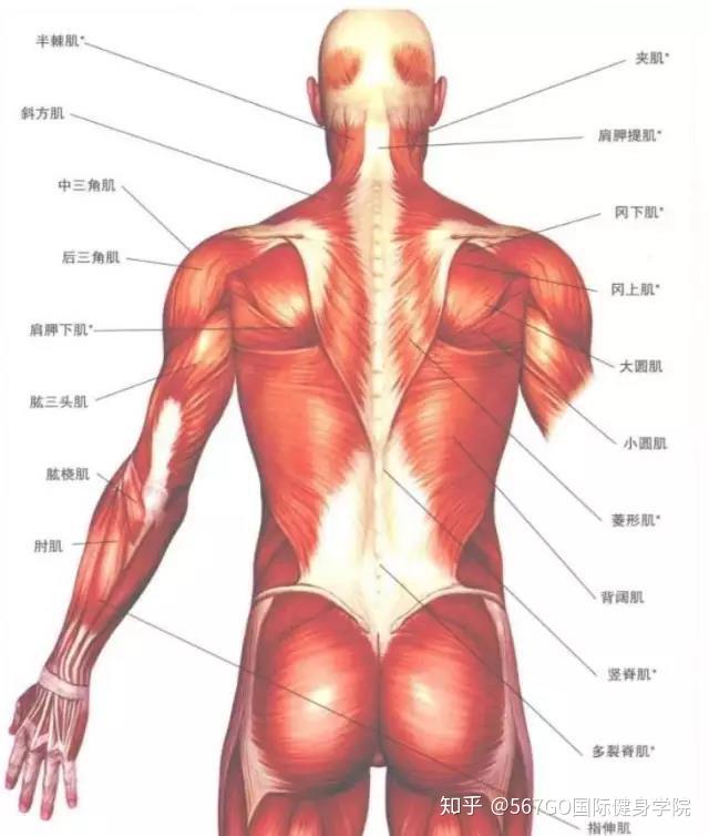 肌肉生长的秘密5图片